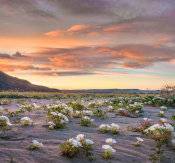 Tim Fitzharris - Desert Lilies in spring bloom, Anza-Borrego Desert State Park, California