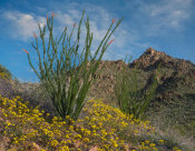 Tim Fitzharris - California Desert Dandelion flowers and Ocotillo in spring, Joshua Tree National Park, California