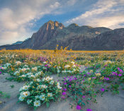 Tim Fitzharris - Desert Sand Verbena, Desert Sunflower, and Desert Lily flowers in spring bloom, Anza-Borrego Desert State Park, California
