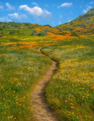 Tim Fitzharris - California Poppies, Desert Bluebell and other wildflowers in spring bloom, Diamond Valley Lake, California