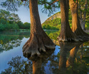 Tim Fitzharris - Bald Cypress trees in river, Frio River, Garner State Park, Texas