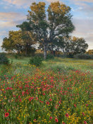 Tim Fitzharris - Oak tree and Indian Blanket flowers, Texas
