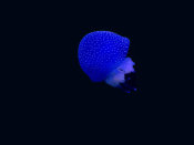 Heike Jess - Blue Jellyfish