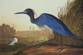 John James Audubon - Blue Crane Or Heron