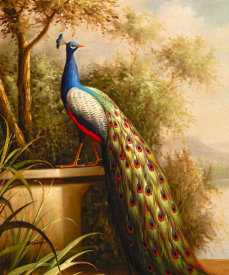 Blum - Regal Peacock