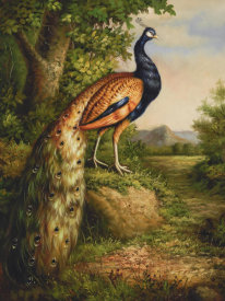 Blum - Classic Peacock