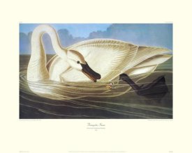 John James Audubon - Trumpeter Swan (decorative border)