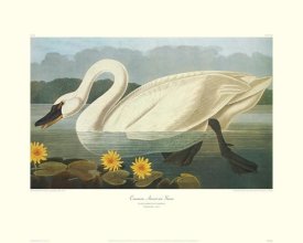 John James Audubon - Common American Swan (decorative border)