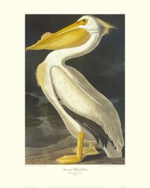 John James Audubon - American White Pelican (decorative border)