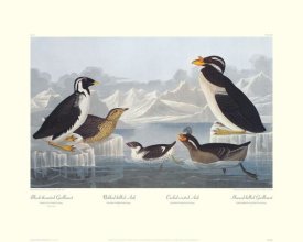 John James Audubon - Black-throated Guillemot and Nobbed-billed Auk (decorative border)