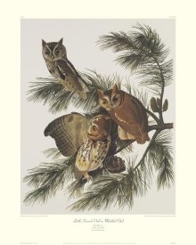 John James Audubon - Little Screech Owl or Mottled Owl (decorative border)