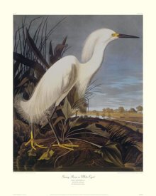 John James Audubon - Snowy Heron Or White Egret (decorative border)