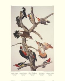 John James Audubon - Hairy Woodpecker (decorative border)