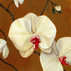 Clunia - Orquideas Blancas I
