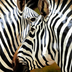 Arcobaleno - Zebra Close-up