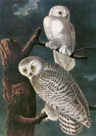 John James Audubon - Snowy Owl