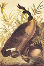 John James Audubon - Canada Goose