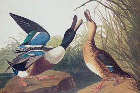 John James Audubon - Shoveller Duck