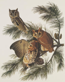 John James Audubon - Little Screech Owl or Mottled Owl