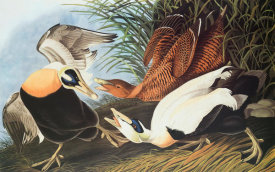 John James Audubon - Eider Duck