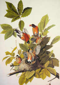 John James Audubon - American Robin