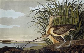 John James Audubon - Male and Female Long-billed Curlew
