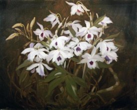 James Stuart Park - Dinrobium Orchids