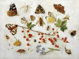 Jan Van Kessel - Butterflies, Moths and Other Insects