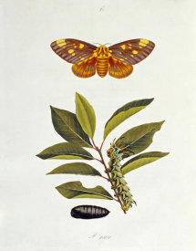John Abbot - The Natural History of The Rarer Lepidopterous Insects of Georgia 1794