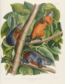 John James Audubon - Red-Bellied Squirrel