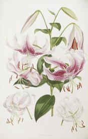 Henry John Elwes - A Monograph of The Genus Lilium