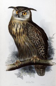 John Gould - Eagle Owl