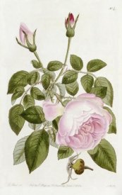 John Lindley - Illustration From The Botanical Register