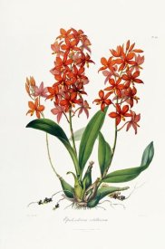 John Lindley - Star Orchid