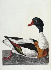Thomas Pennant - Hand Colored Engraving of a Duck