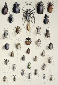 Marian Ellis Rowan - Thirty-Four Insects