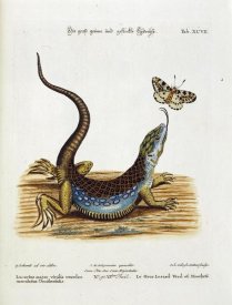 Johann Michael Seligman - Lizard Chasing a Butterfly