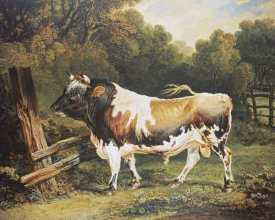 James Ward - A Bull of The Alderney Breed