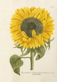 Johann Wilhem Weinmann - Sun Flower