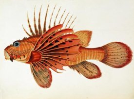 John Whitchurch Bennett - Fishes Found on The Coast of Ceylon