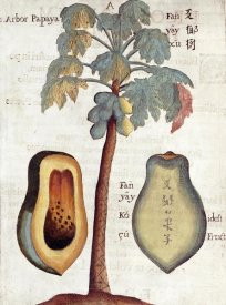 Michael Boym - Papaya Tree
