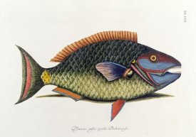 Mark Catesby - The Parrot Fish