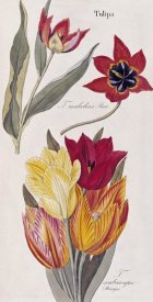 David Nathaniel Dietrich - Tulips - Flora Universalis
