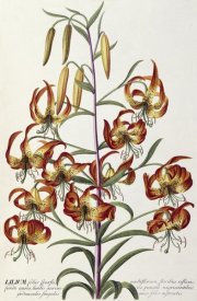 Georg Dionysius Ehret - Lilium - Plantae Selectae