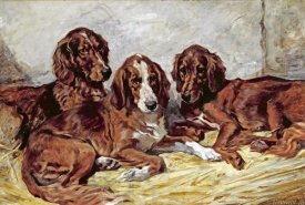 John Emms - Shot and His Friends - Three Irish Red and White Setters