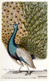 Johann Leonhard - Male Peacock In Full Display