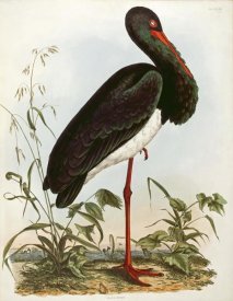 John Prideaux Selby - Black Stork