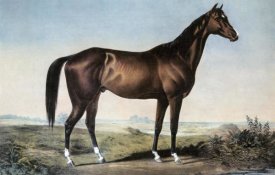 Currier and Ives - Celebrated Horse 