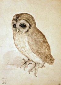 Albrecht Durer - Screech Owl