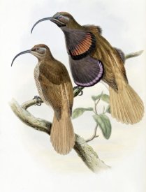 John Gould - Bennett's Bird of Paradise